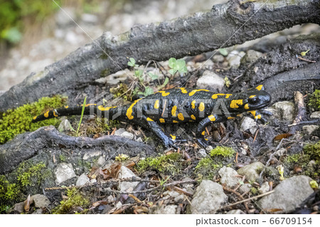 Fire salamander - Salamandra salamandra, animal 66709154