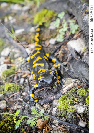 Fire salamander - Salamandra salamandra, animal Fire salamander - Salamandra salamandra, animal 66709155