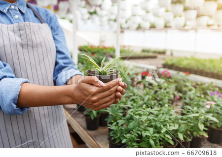 Gardener and greenhouse management. Girl with plant in pot in her hands in interior of orangery 66709618
