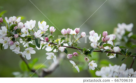 Nature in spring. Densely flowering tree branch on blurred background 66709639