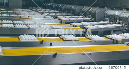 egg factory industry poultry conveyor production 66709845