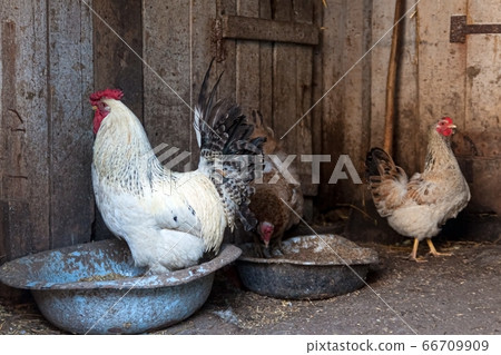 with a rustic home barn cock and chicken rides millet seeds 66709909