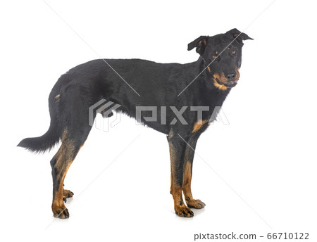 beauceron in studio beauceron in studio 66710122