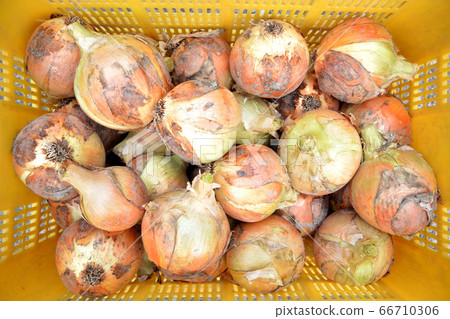 Onions in a container 66710306