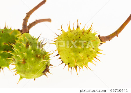fresh green chestnut with spikes on an isolated fresh green chestnut with spikes on an isolated 66710441