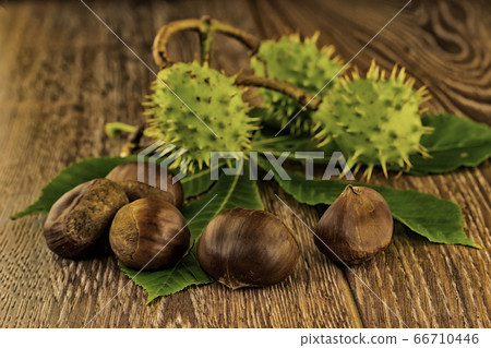 assorted shell green and brown chestnuts on a assorted shell green and brown chestnuts on a 66710446