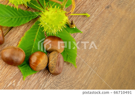 peeled brown chestnuts lie on a green leaf and 66710491