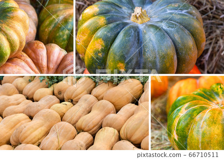 assorted pumpkins long nutmeg and green pumpkin assorted pumpkins long nutmeg and green pumpkin 66710511