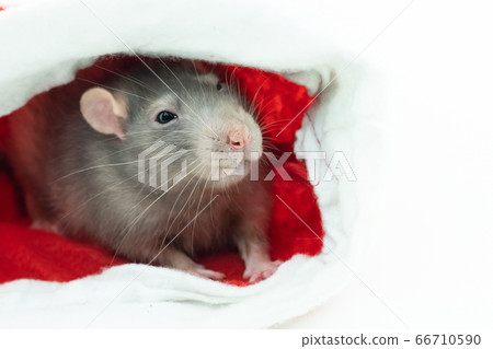 young rat gray symbol of new year 2020 peeps out young rat gray symbol of new year 2020 peeps out 66710590