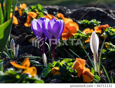 Spring Flowers With Colorful Blossoms In Park Spring Flowers With Colorful Blossoms In Park 66711132