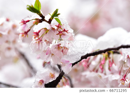 Cherry blossoms Cherry blossoms 66711295