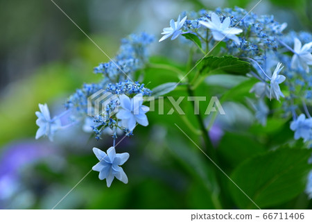 雨季的花朵 66711406
