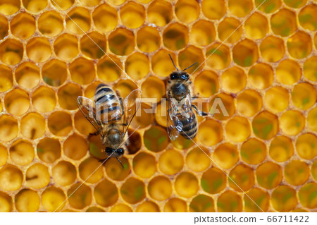 Close-up of working bees on honeycombs. Beekeeping and honey production image Close-up of working bees on honeycombs. Beekeeping and honey production image 66711422