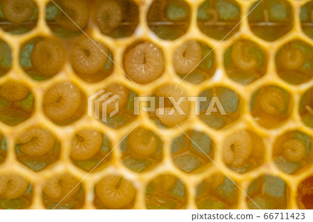 Background of bee honeycombs with larvae in a hive 66711423
