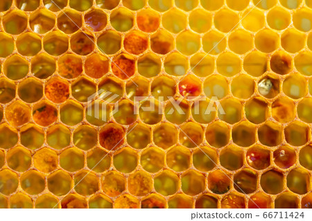 Background texture of a section of wax honeycomb from a bee hive filled with golden honey. Beekeeping concept 66711424
