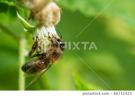 Honey bee collecting pollen from flowers. 66711425