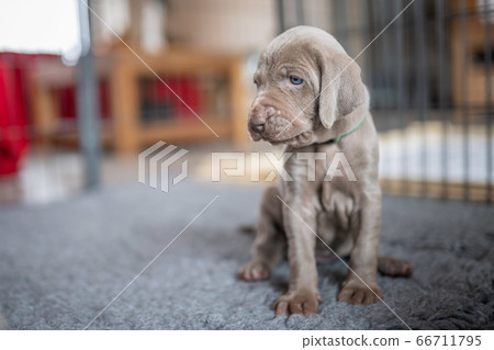Puppy of weimaraner hound dog sitting on grey banket in house. Puppy of weimaraner hound dog sitting on grey banket in house. 66711795
