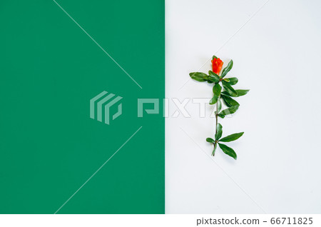 flower arrangement in a circle. of red and orange flowers on a white background. Flatly, the concept of summer or spring, text frame flower arrangement in a circle. of red and orange flowers on a white background. Flatly, the concept of summer or spring, text frame 66711825