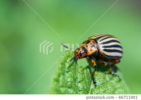 Colorado potato beetle eats potato leaves. Agricultural insects pests. 66711901