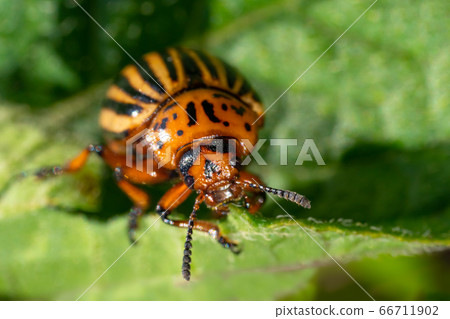 Colorado potato beetle eats potato leaves. Agricultural insects pests. 66711902