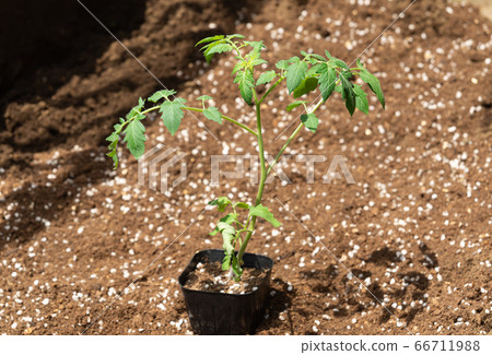 迷你番茄盆苗家用花園迷你番茄苗夏季蔬菜栽培 66711988