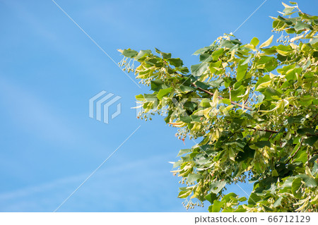 lush linden branch in green foliage. summer nature lush linden branch in green foliage. summer nature 66712129