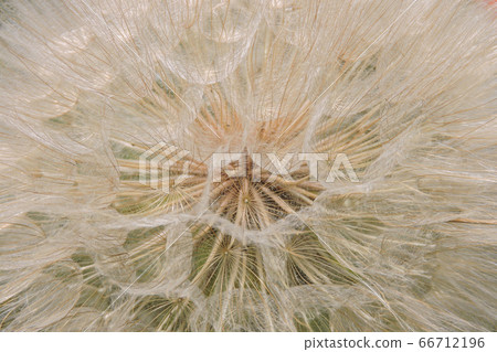Inside of a dandelion 66712196