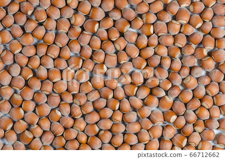 Background from a lot of hazelnuts Background from a lot of hazelnuts 66712662