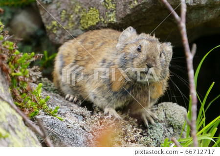 Pikachu rabbit 66712717