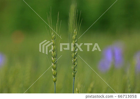Ear of wheat Ear of wheat 66713058