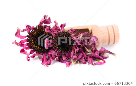 Dried Echinacea flowers on wooden spoon, isolated 66713304