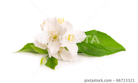 Jasmine flowers isolated on white background. 66713321
