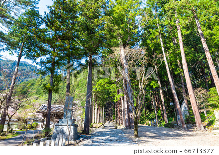 Minobu Mt. Kuonji Temple approaching road (Minobu Town, Minamikoma District, Yamanashi Prefecture) March 2020 66713377