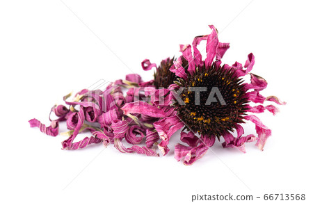 Dried Echinacea flowers, isolated on white 66713568