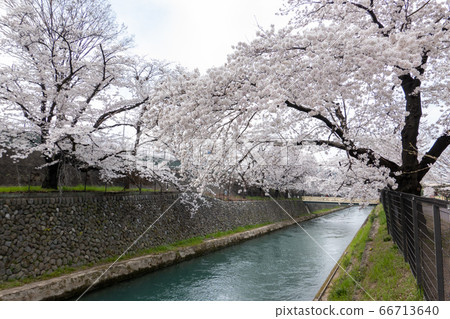 Cherry blossoms in Maebashi Park Cherry blossoms in Maebashi Park 66713640