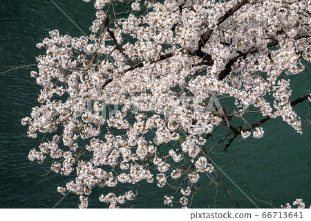 Cherry blossoms in Maebashi Park 66713641