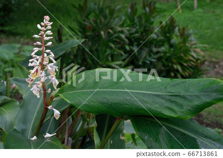 Bear Takelan flowers and leaves Bear Takelan flowers and leaves 66713861