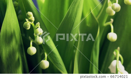 lily of the valley flowers time lapse, green background, germination plants texture abstract lily of the valley flowers time lapse, green background, germination plants texture abstract 66714021