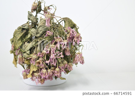 Withered Flowers Withered Flowers 66714591