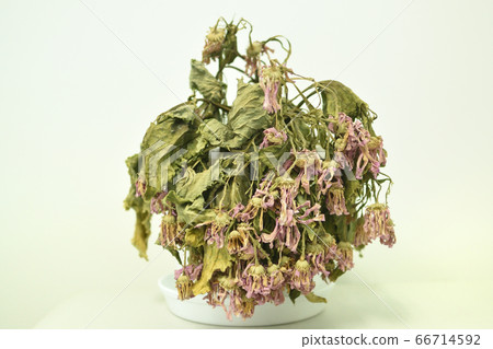 Withered Flowers 66714592