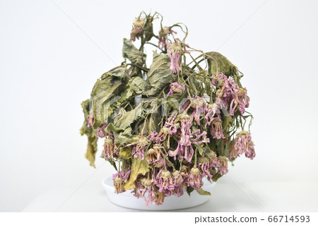 枯萎的花 66714593