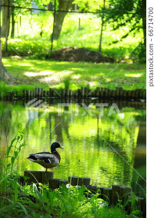 Duck in green 66714700
