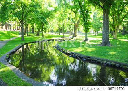 Green on the campus of Hokkaido University 66714701