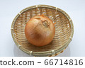 蔬菜洋蔥 蔬菜洋蔥 66714816