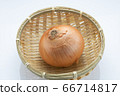 蔬菜洋蔥 蔬菜洋蔥 66714817