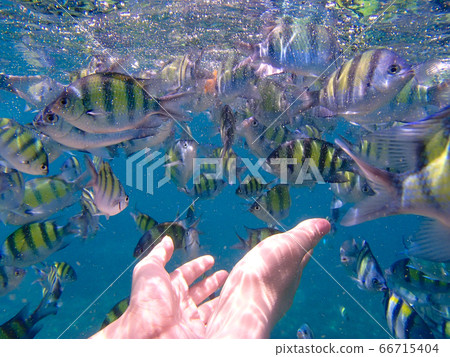 Scenery during snorkeling 66715404