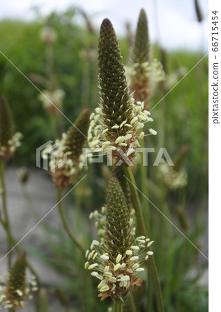 車前草花與白色雄蕊圍成一圈 66715454