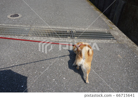 Shiba Inu walking 66715641