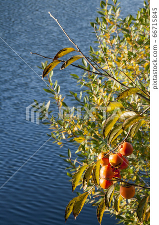 Waterside persimmon-autumn landscape with autumn blessings on the persimmon trees that grow at the water's edge 66715845
