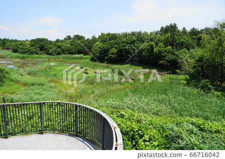 6月江戶川58賞鳥中心葛西臨海公園 照片素材 圖片 圖庫